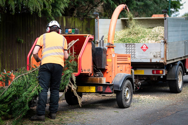 Best Affordable Tree Service  in Plainview, TX